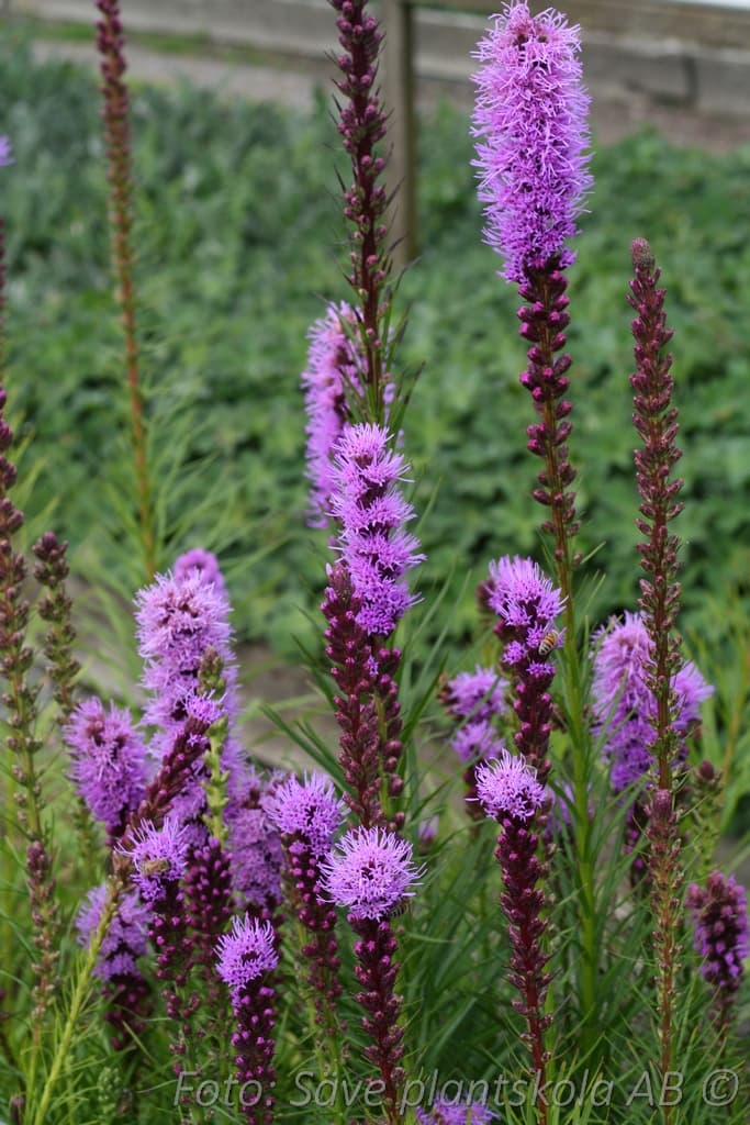 Liatris spicata   11c