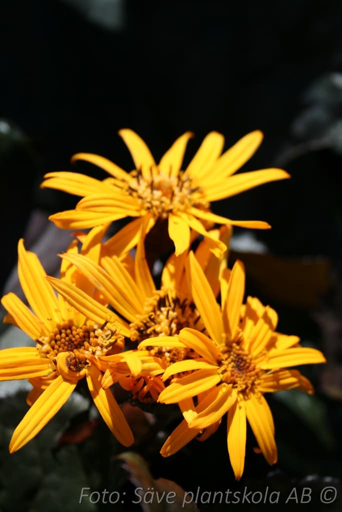 Ligularia dentata  'Britt-Marie Crawford (PBR)