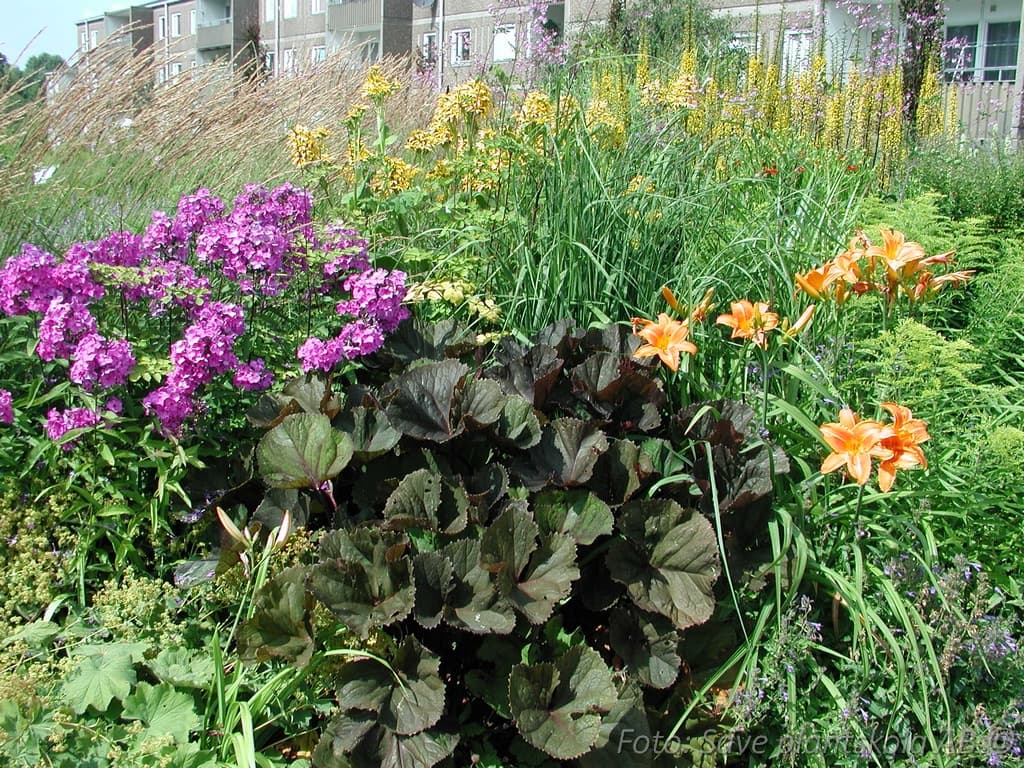 Ligularia dentata  'Desdemona'