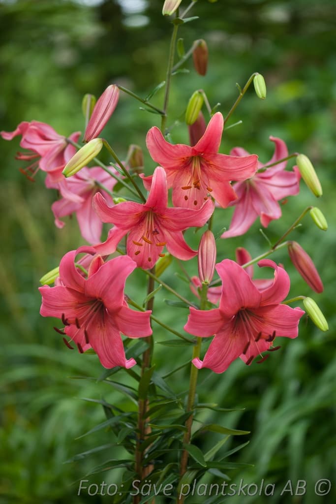 Lilium  'Pink Flight'