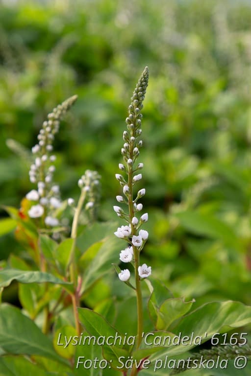Lysimachia 'Candela'