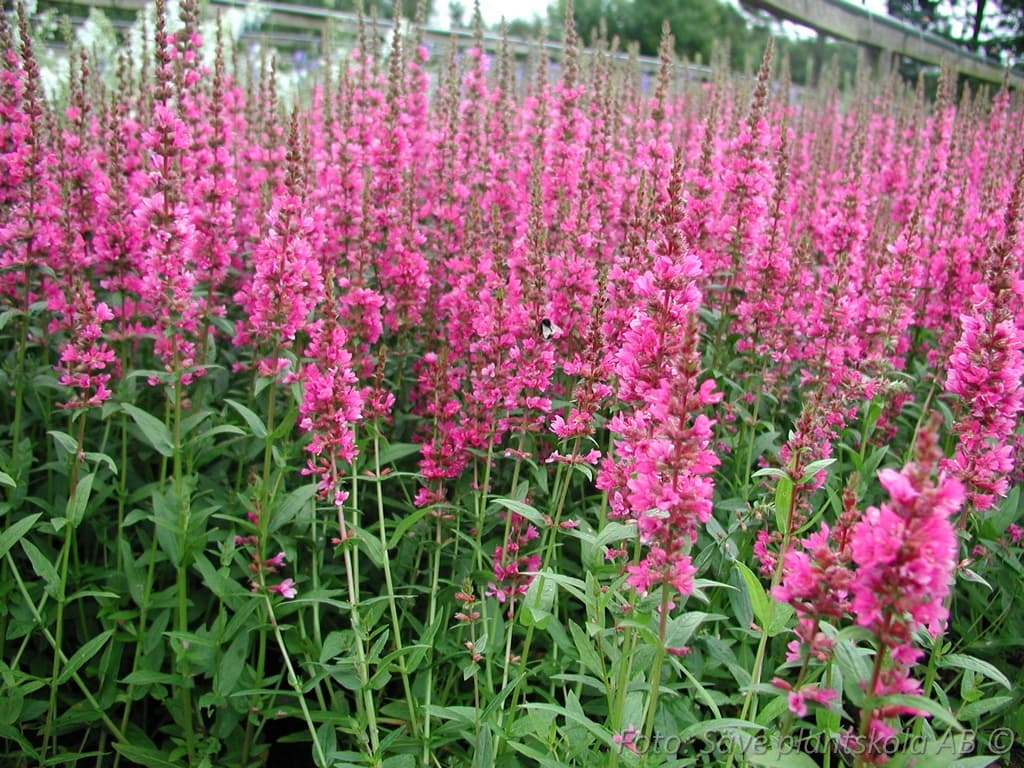 Lythrum salicaria  'Robert'