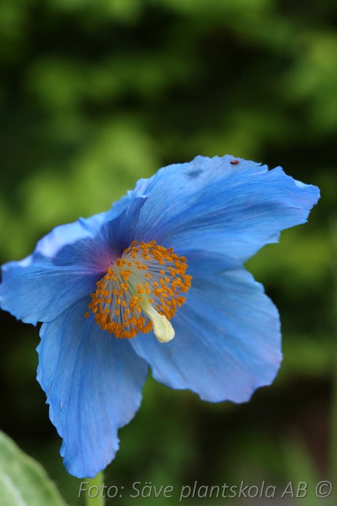 Meconopsis grandis