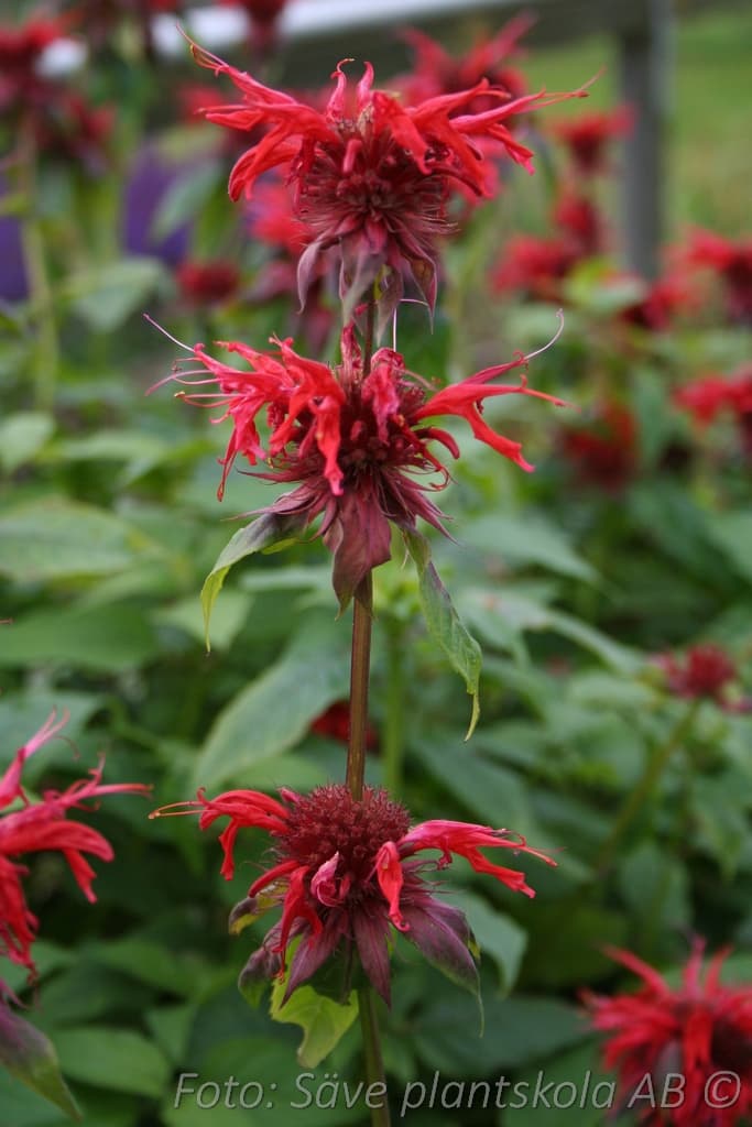 Monarda  'Cambridge Scarlet'