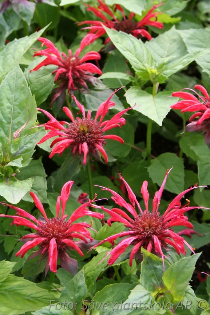 Monarda  'Gardenview Scarlet'