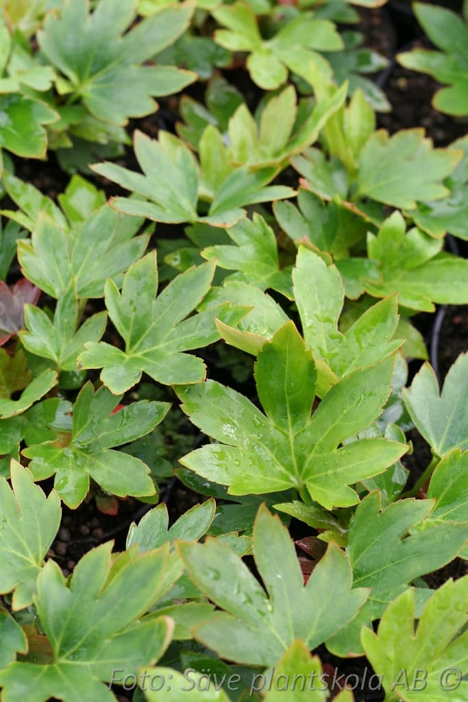 Mukdenia rossii 'Karasuba'