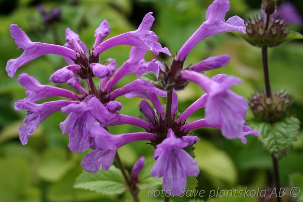 Nepeta subsessilis 'Sweet Dreams'