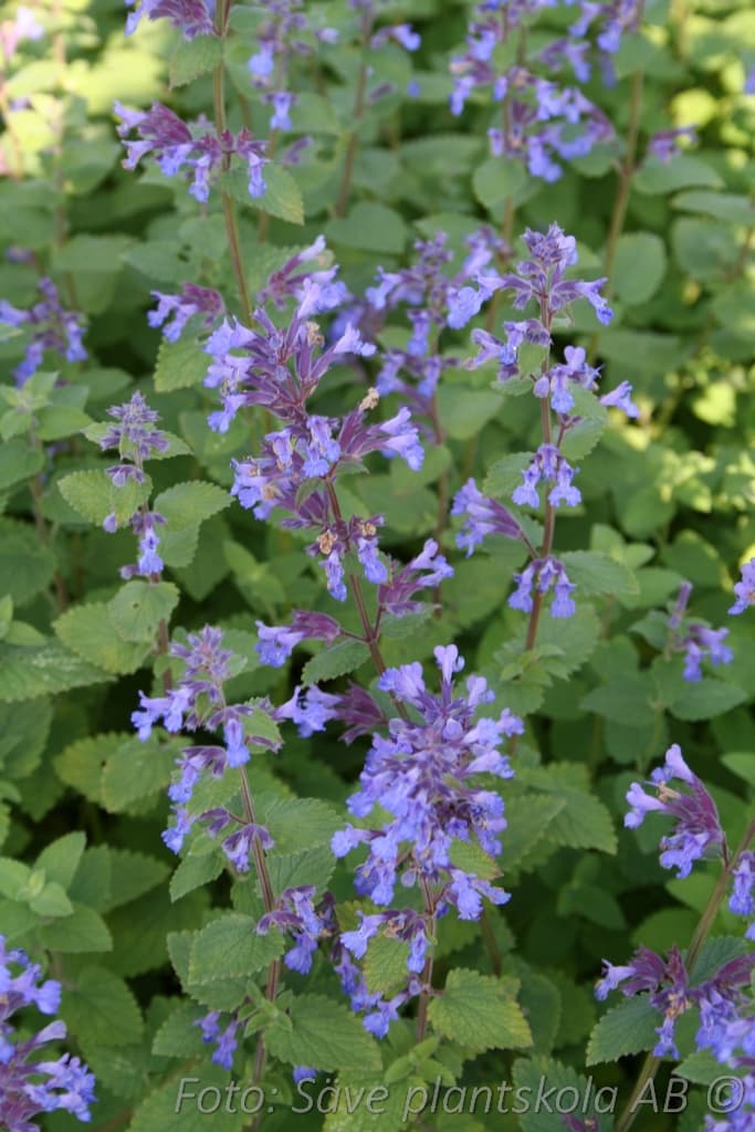 Nepeta faassenii  'Blue Wonder'