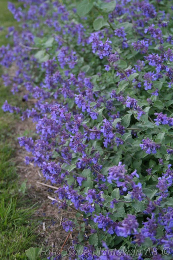 Nepeta faassenii  'Superba Buhl'