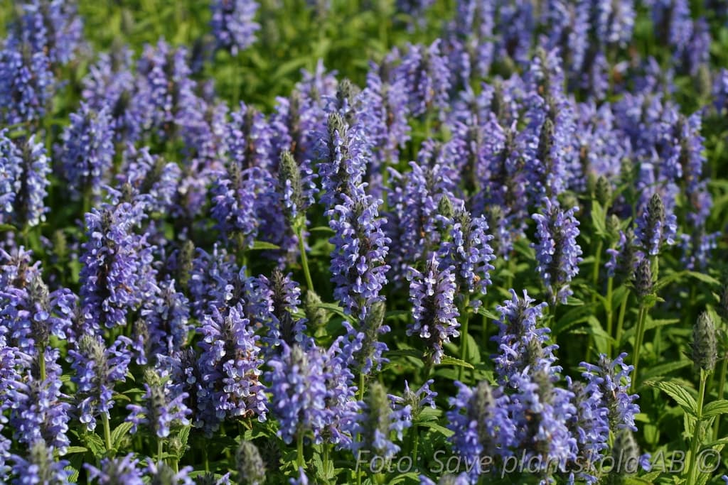 Nepeta nervosa 'Blue Moon'