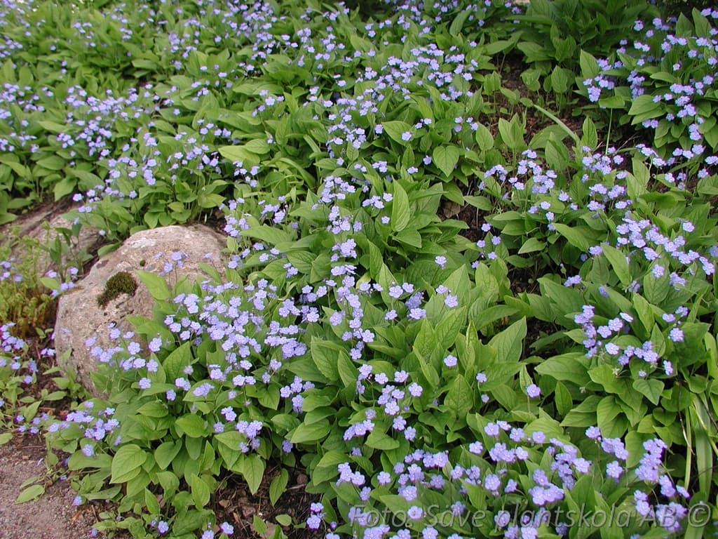 Omphalodes verna