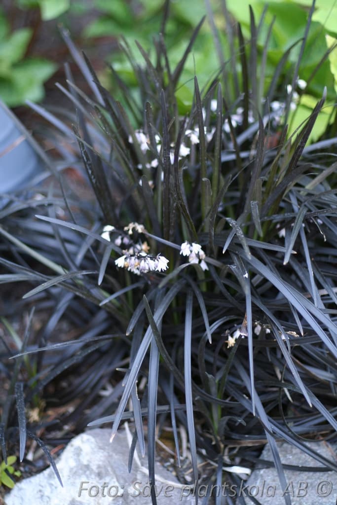 Ophiopogon planiscapus 'Niger'