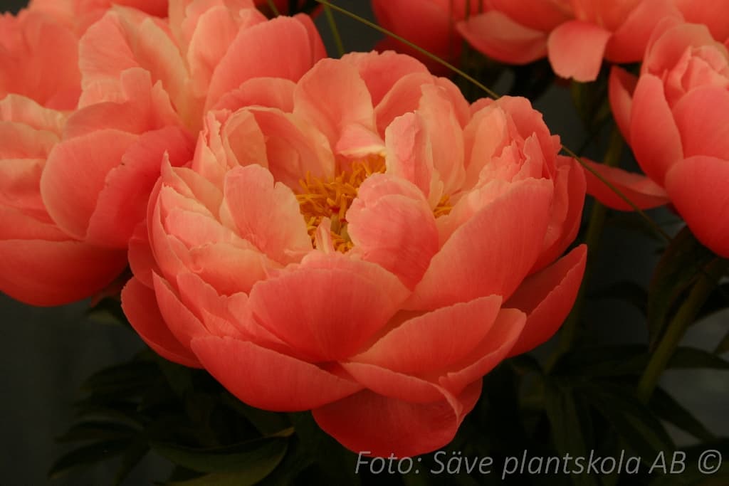 Paeonia lactiflora  'Coral Charm'