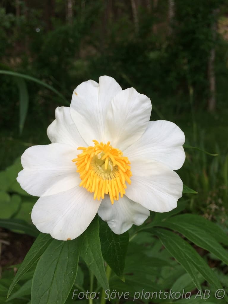 Paeonia emodi 'Early Windflower'