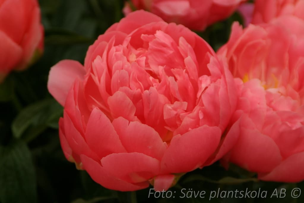 Paeonia lactiflora  'Pink Hawaiian Coral'