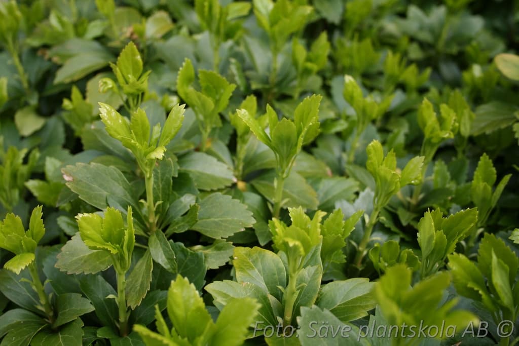 Pachysandra terminalis  'Green Carpet'