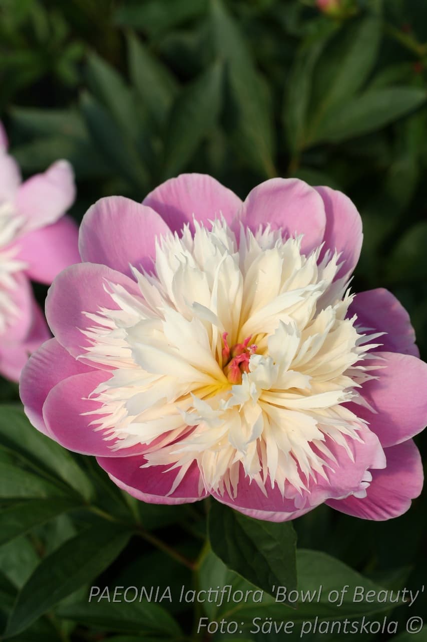 Paeonia lactiflora  'Bowl of Beauty'