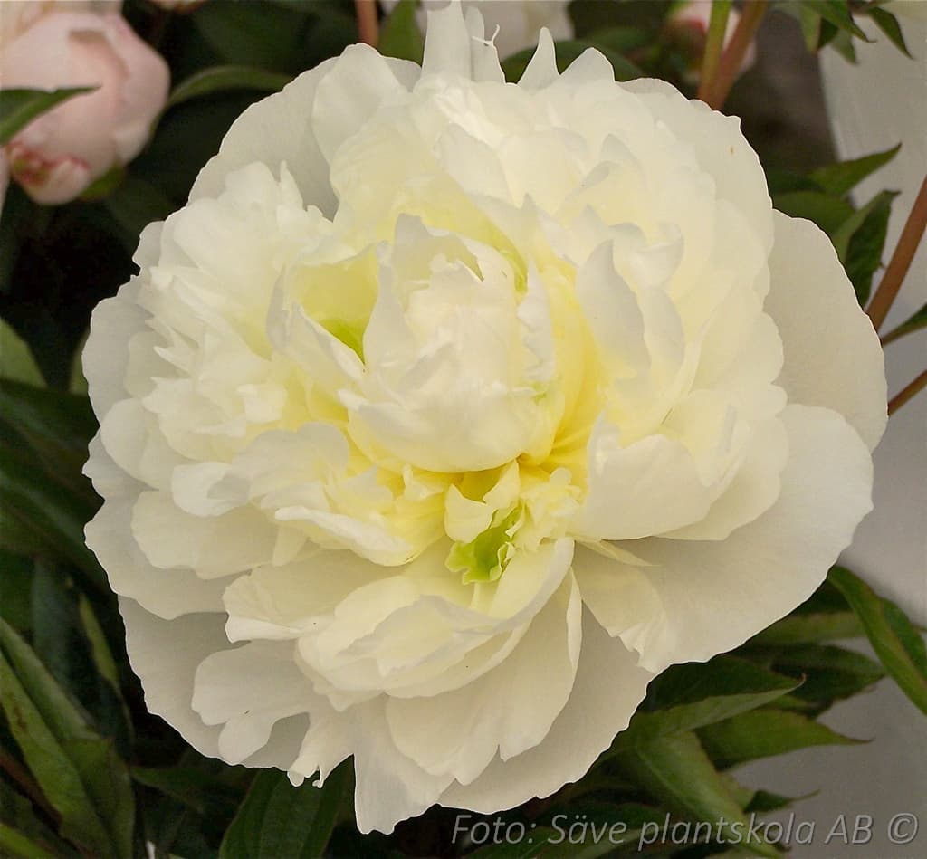 Paeonia lactiflora  'Duchesse de Nemours'