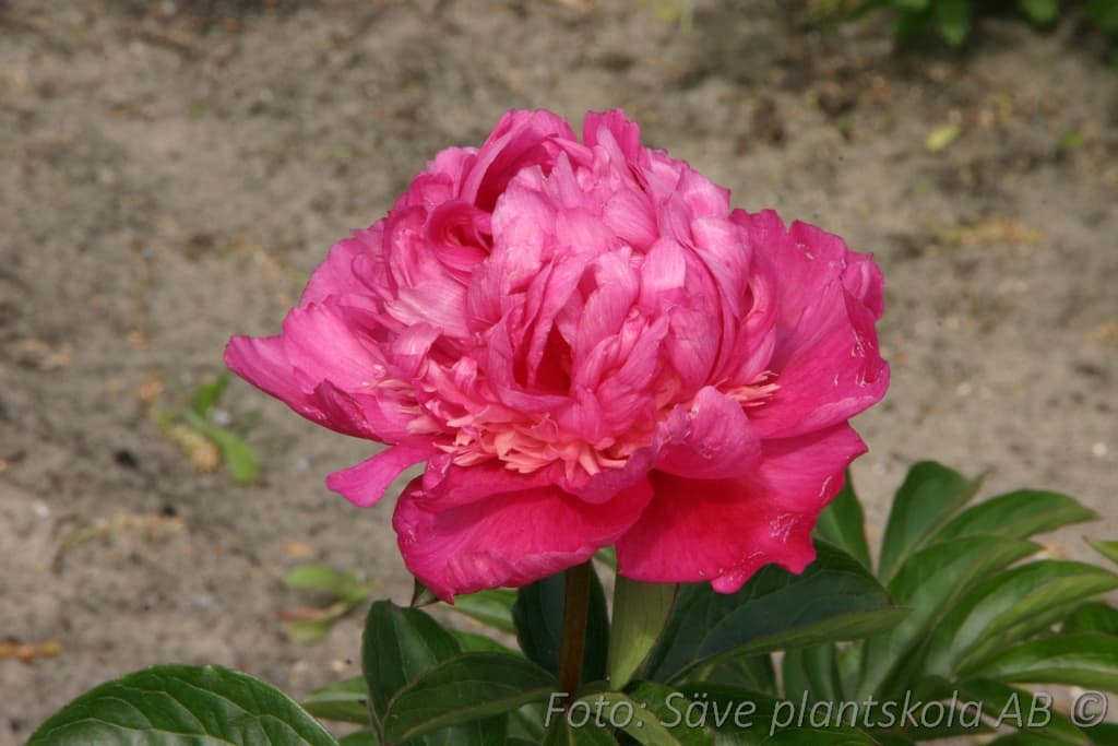 Paeonia lactiflora  'Felix Crousse'