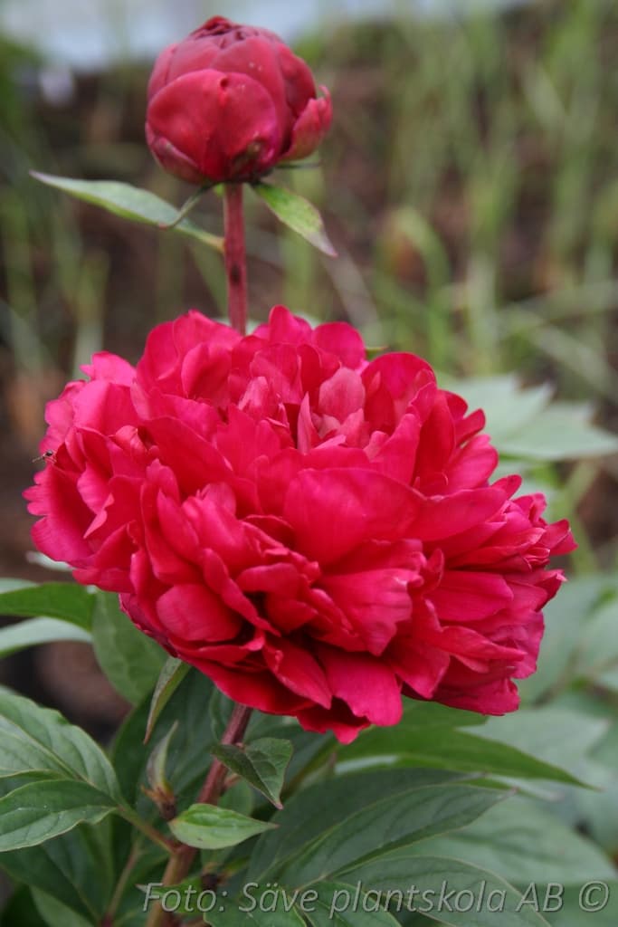 Paeonia lactiflora  'Karl Rosenfield'