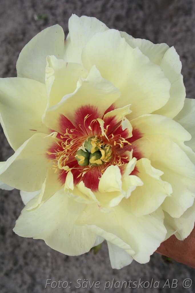 Paeonia  'Bartzella'