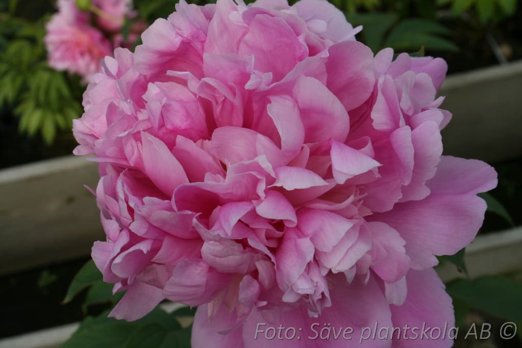 Paeonia lactiflora  'Monsieur Jules Elie'