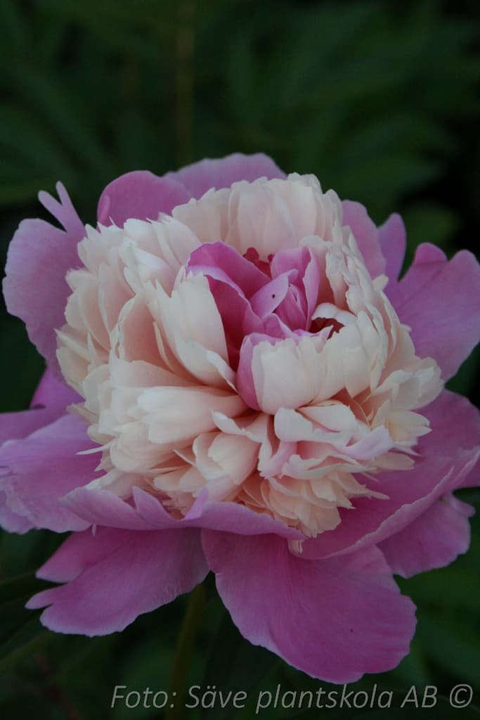 Paeonia lactiflora  'Sorbet'