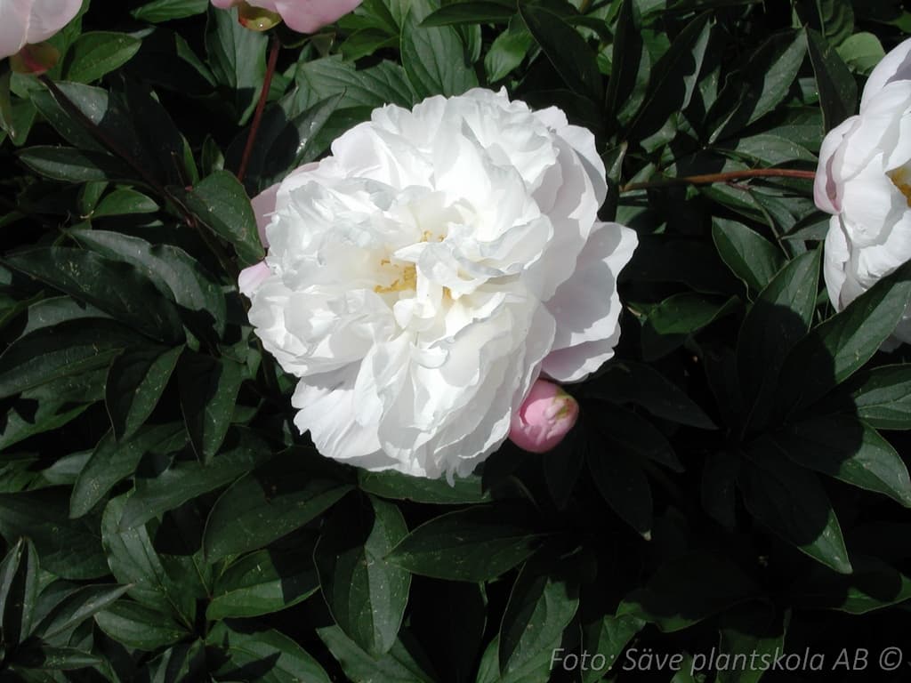 Paeonia lactiflora  'Shirley Temple'