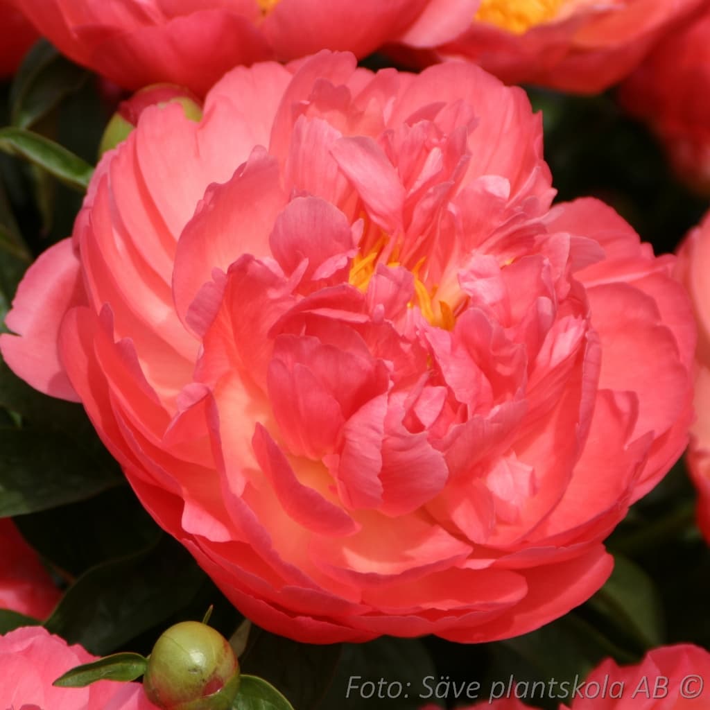 Paeonia lactiflora  'Coral Sunset'