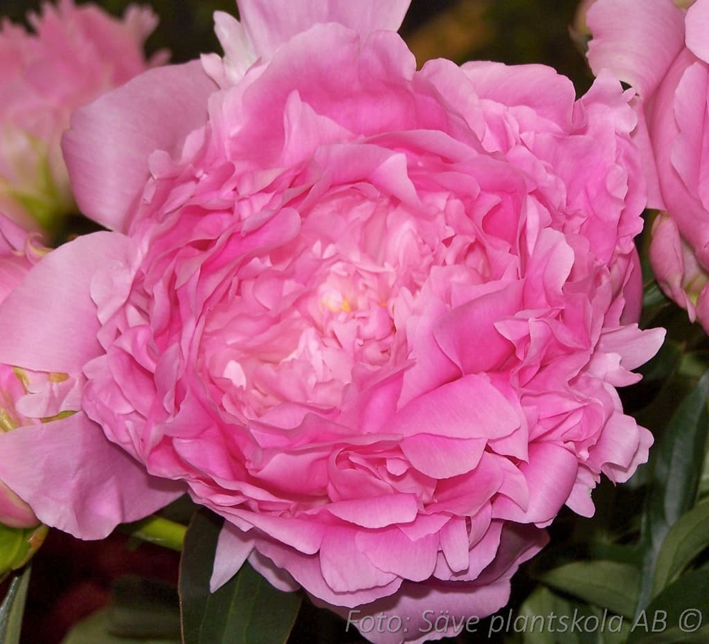 Paeonia lactiflora  'Dinner Plate'