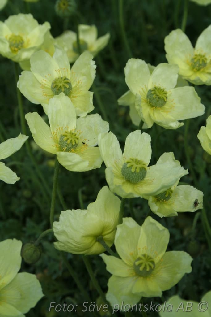 Papaver miyabeanum  'Pacino'