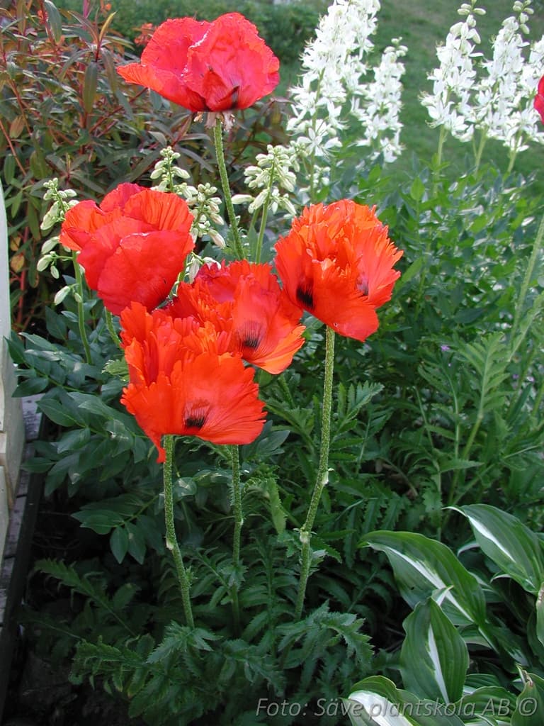 Papaver orientale  'Allegro'