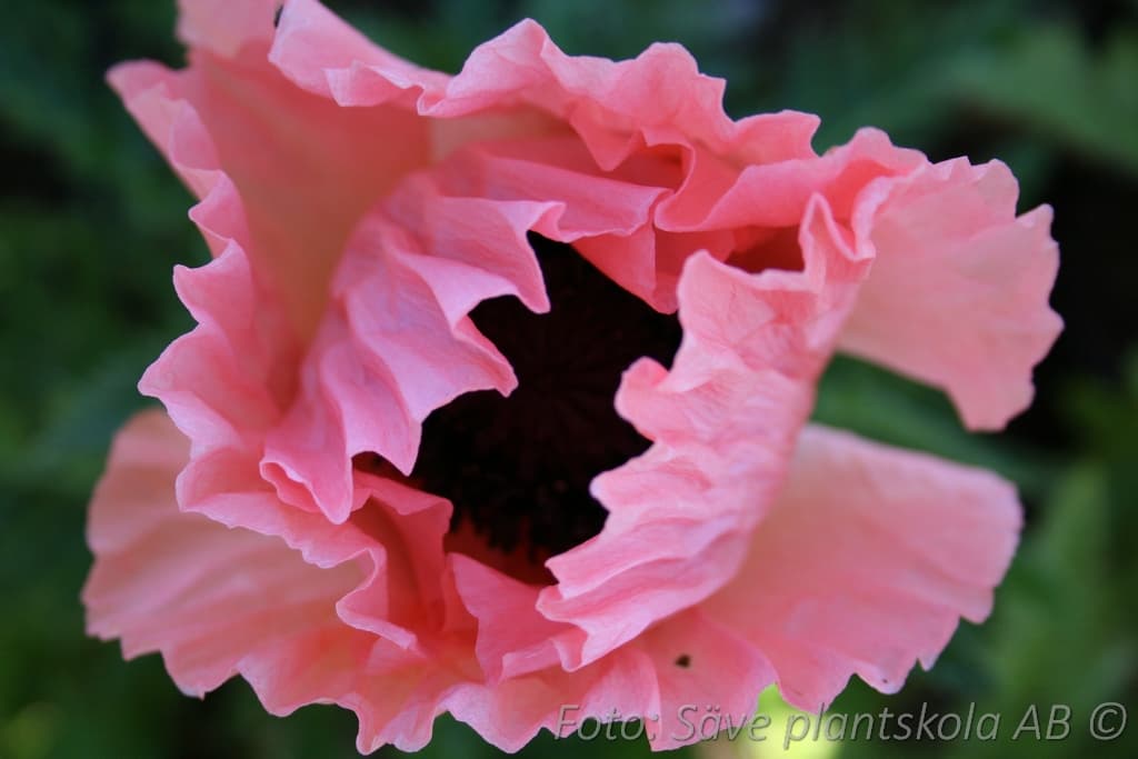 Papaver orientale  'Burning Heart'