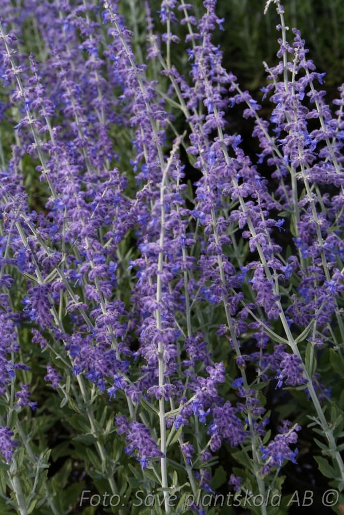 Perovskia atriplicifolia 'Little Spire'  (PBR)