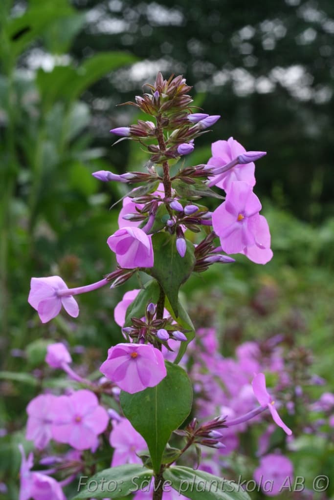 Phlox carolina  'Rosalinde'
