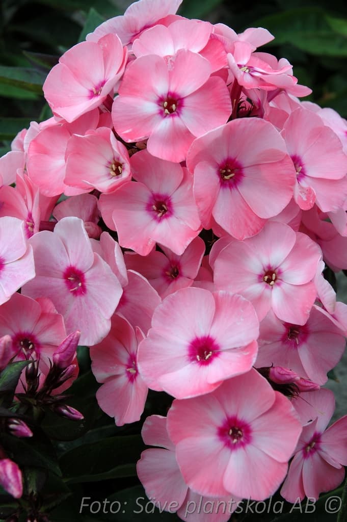 Phlox paniculata  'Sweet Summer Queen'