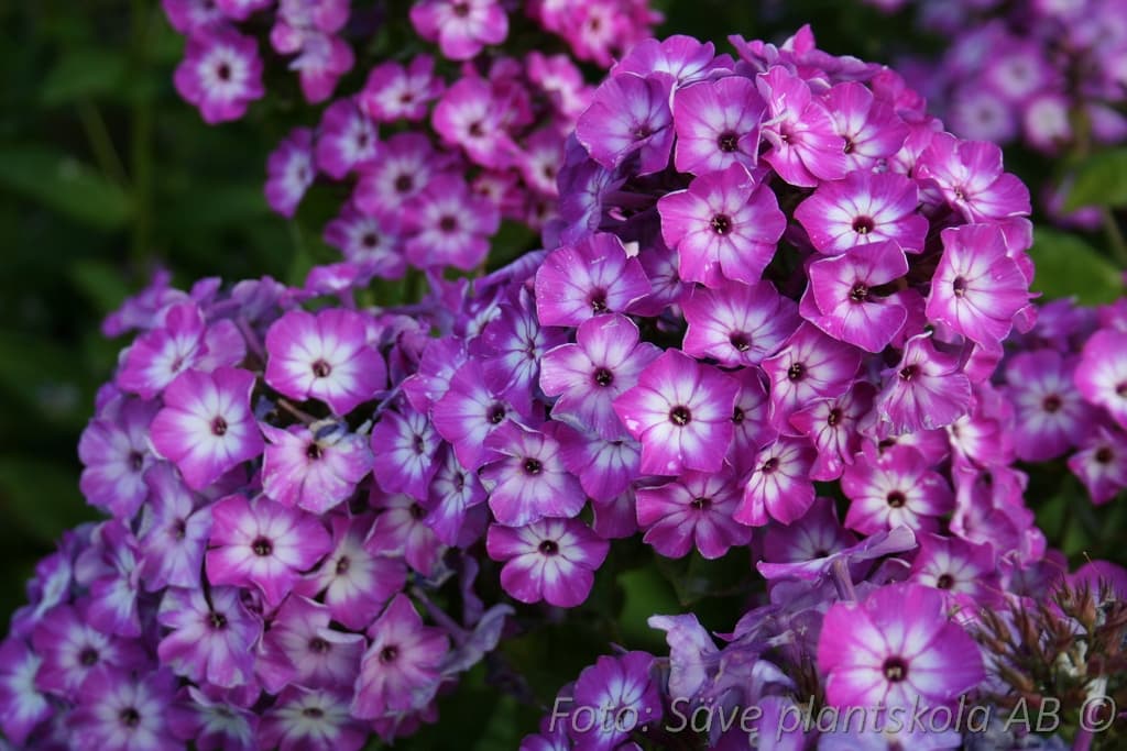 Phlox paniculata  'Purple Eye Flame' (PBR)