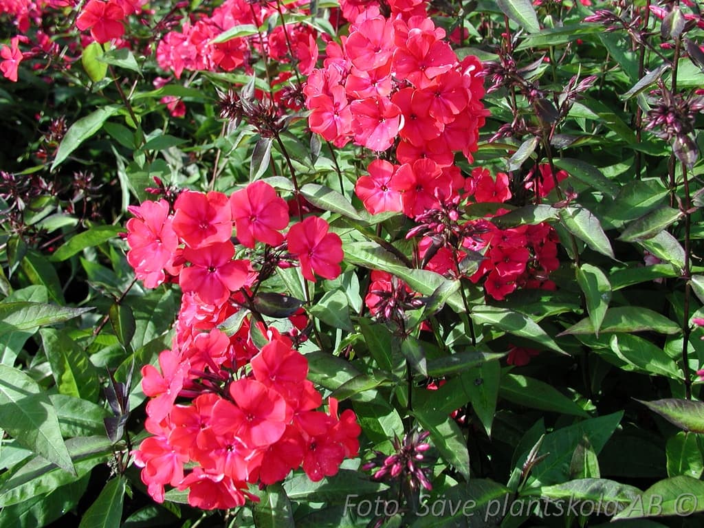 Phlox paniculata  'Starfire'