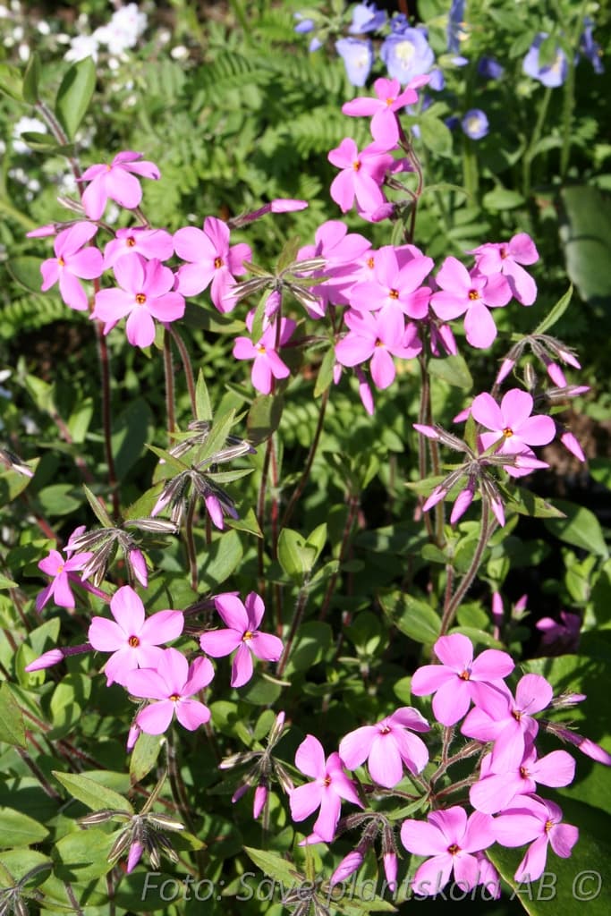 Phlox stolonifera  'Home Fires'