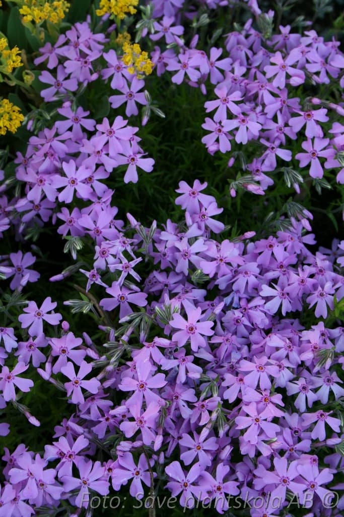 Phlox subulata  'Emerald Cushion Blue'