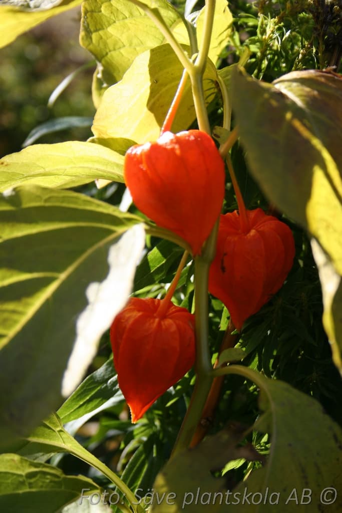 Physalis alkekengi franchetti
