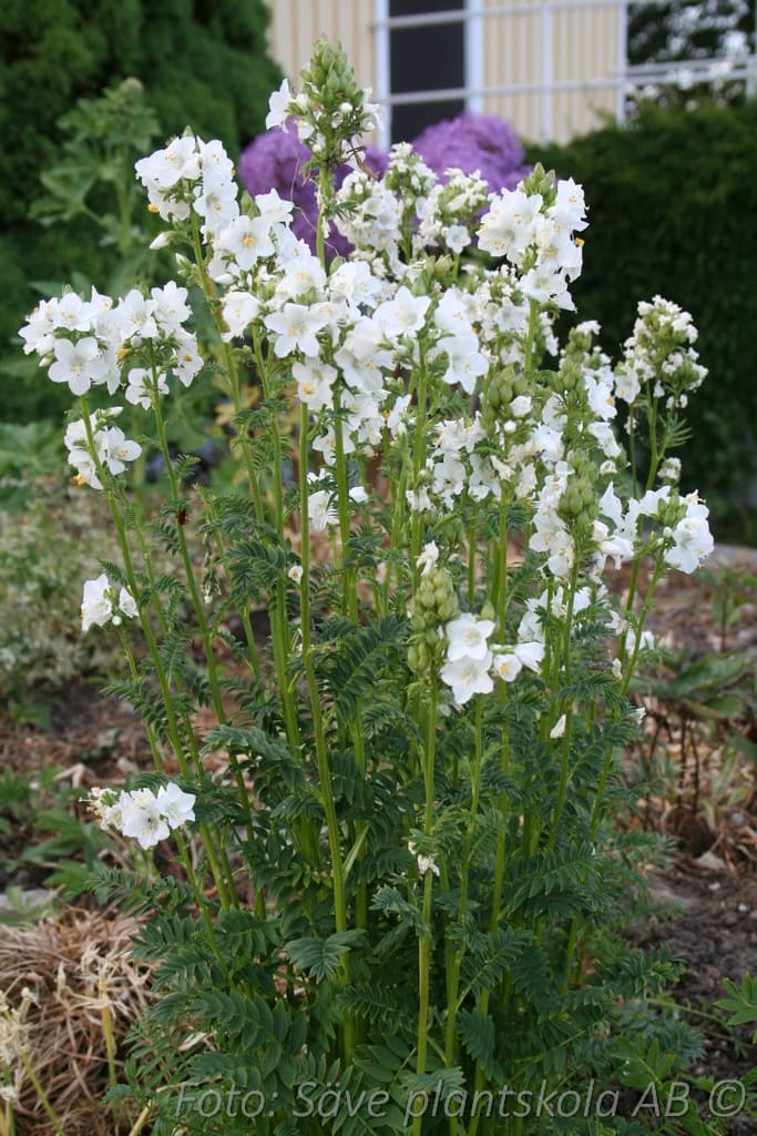 Polemonium caeruleum  'Album'