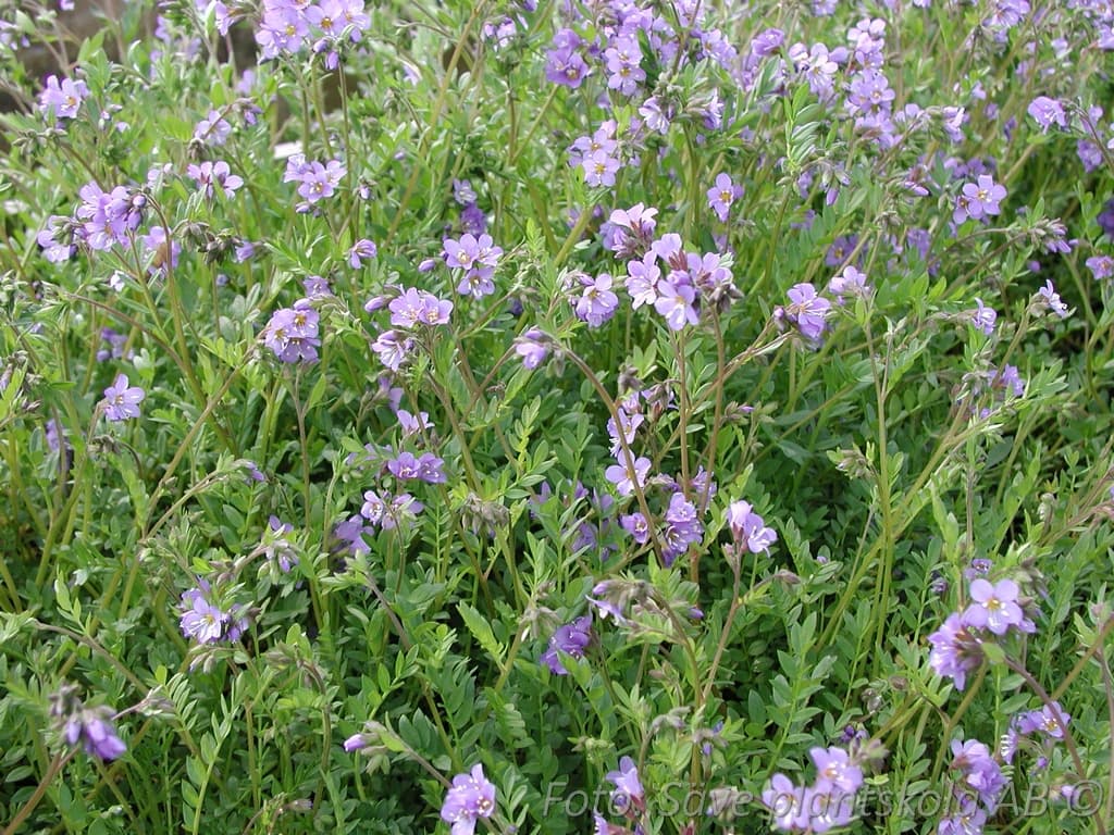 Polemonium  'Humile'