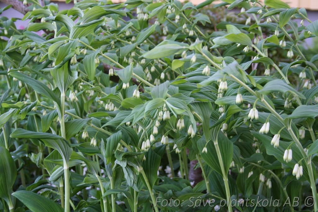 Polygonatum multiflorum