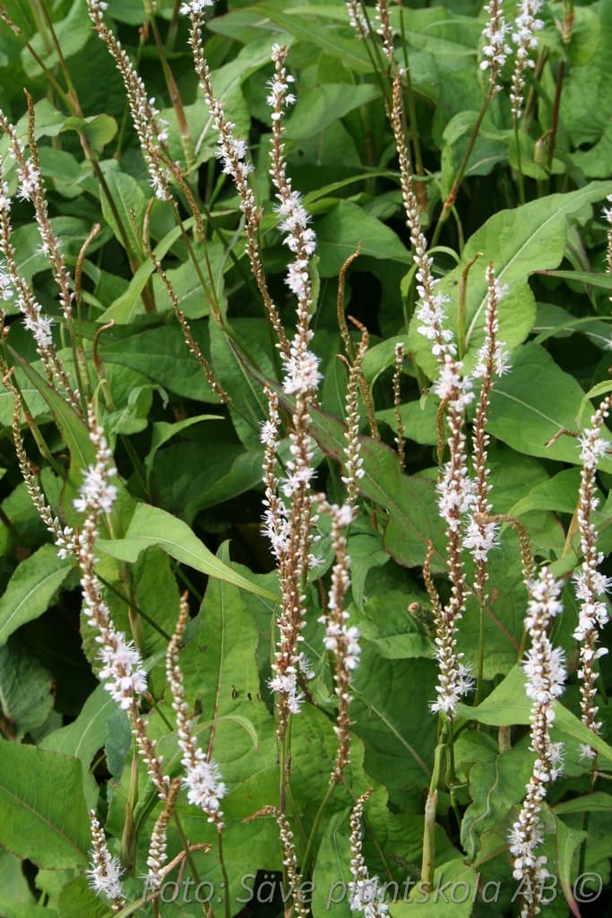 Bistorta amplexicaulis 'Alba'