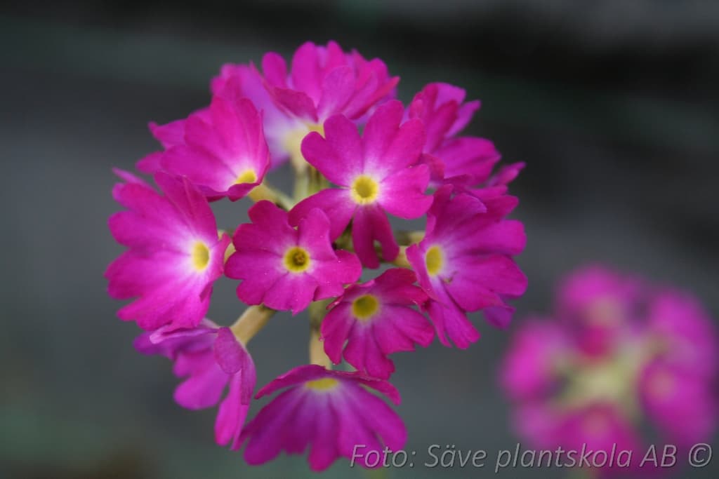 Primula denticulata  'Rubin'