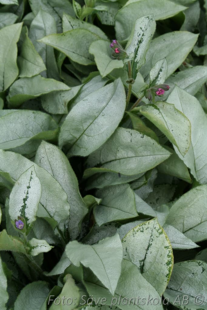 Pulmonaria 'Majesté'