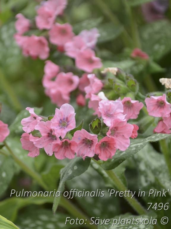 Pulmonaria officinalis 'Pretty in Pink'