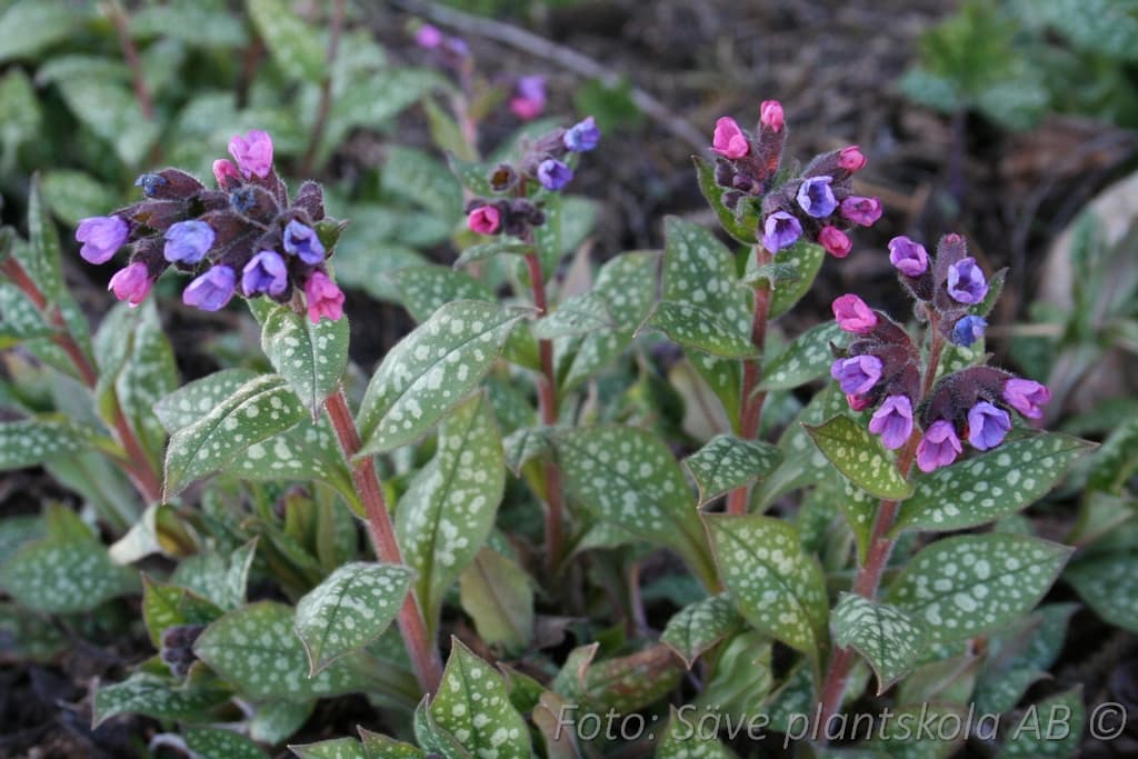 Pulmonaria saccharata  'Mrs Moon'