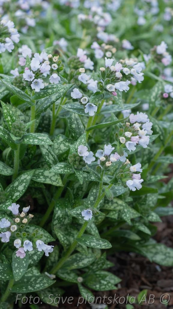 Pulmonaria saccharata  'Opal'